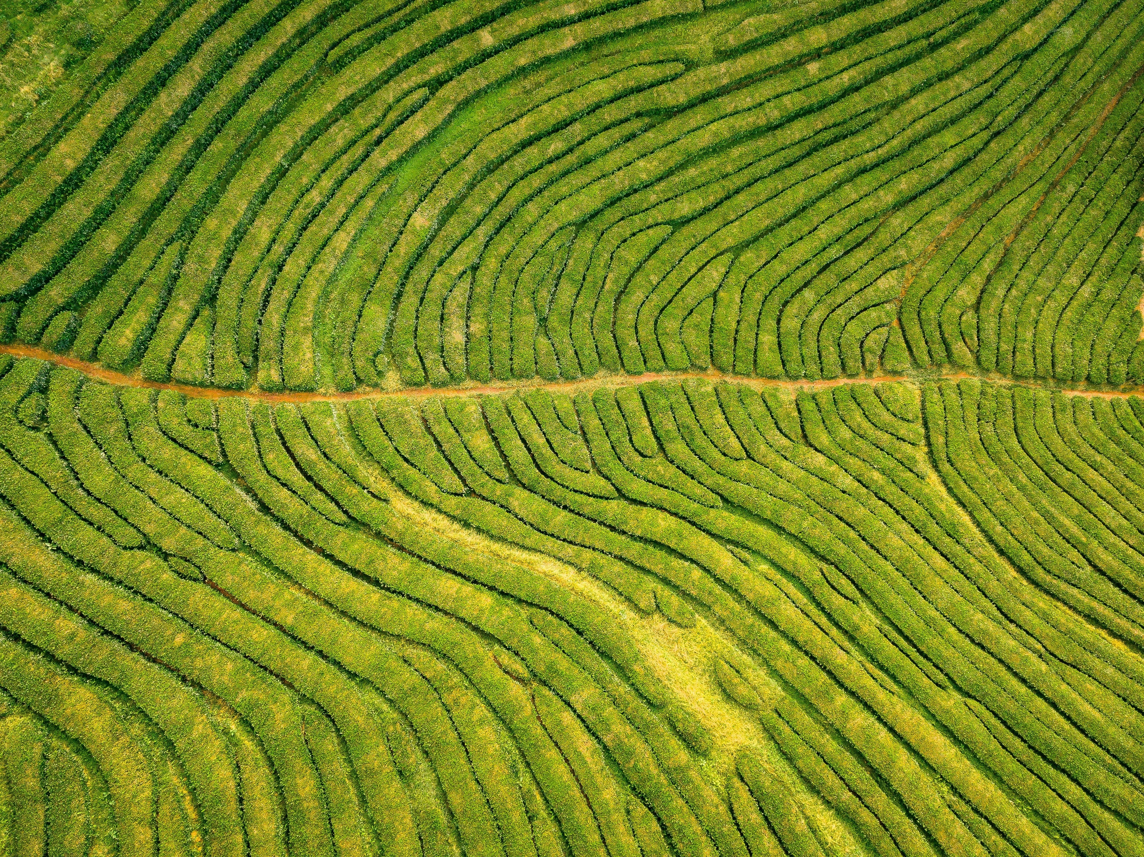 From Leaf to Cup: How Ethical Tea Sourcing Supports People and the Planet